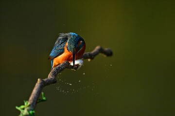 rainbow lorikeet on a tree branch