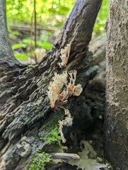 Obraz premium Artomyces pyxidatus mushroom on a fallen tree in a summer forest