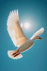 Obraz premium seagull in flight