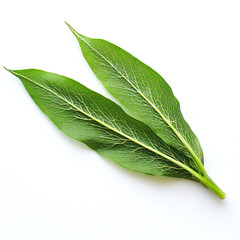 Fototapeta premium Close-up of Two Vibrant Green Leaves, Detailed Texture and Veins, Lush Botanical Photography