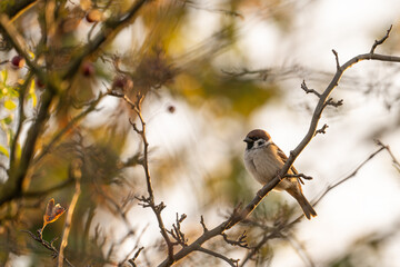 Haussperling Spatz