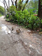 monkeys roaming near the forest edge