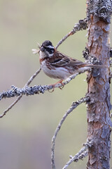 Rustic Bunting