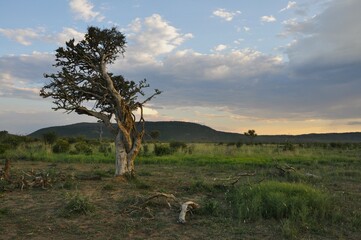 Naklejka premium Madikwe