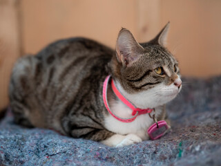 A cute cat with a pink collar is lying on the floor