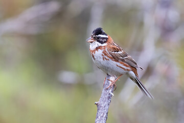 Rustic Bunting