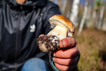 mushrooms in the hand