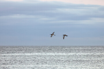 Sandpipers in flight over sea