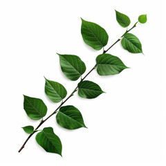 Fototapeta premium Fresh green leaves on a slender branch showcasing vibrant detail and texture, highlighting nature's beauty in a minimalist composition