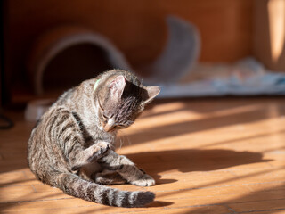 Portrait of a cute cat indoors during the day, a spotted cat sitting on the floor in an apartment