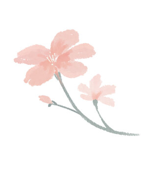 pink cherry blossom