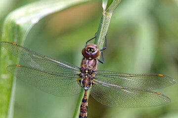 Close up of a dragonfly on a blade of grass in the Intag Valley, Cuellaje, Ecuador