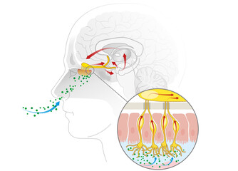 Olfactory sense, sense of smell, detailed illustration of the olfactory region, labeled, medically illustration