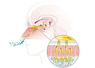 Olfactory sense, sense of smell, detailed illustration of the olfactory region, labeled, medically illustration
