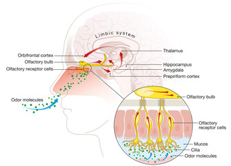Olfactory sense, sense of smell, detailed illustration of the olfactory region, labeled, medically illustration