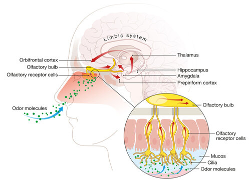 Olfactory sense, sense of smell, detailed illustration of the olfactory region, labeled, medically illustration
