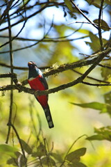 Masked trogon (Trogon personatus) perched in a tree in the Intag Valley, Cuellaje, Ecuador