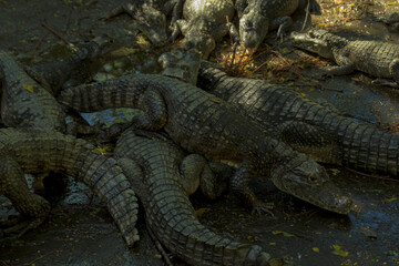 crocodile in the water