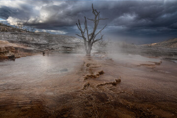 Dead tree in a pool of Mammoth Hot Springs, Yellowstone National Park