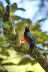 Masked trogon (Trogon personatus) perched in a tree in the Intag Valley, Cuellaje, Ecuador