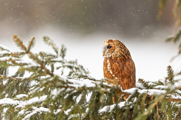 tawny owl (Strix aluco) in the forest sitting on a tree and snow is falling