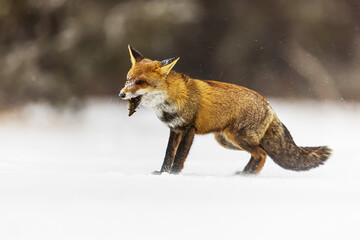 male red fox (Vulpes vulpes) on the snowy branches of a spruce tree