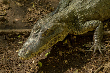 close up of a crocodile