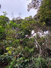 monkeys playing on tree branches in the jungle