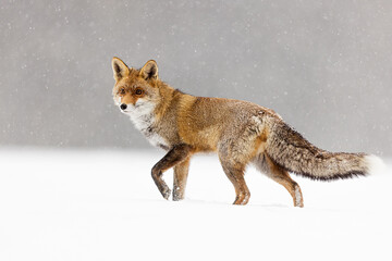 male red fox (Vulpes vulpes) in the snowy countryside