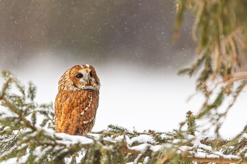 tawny owl (Strix aluco) on a spruce tree during a snowfall
