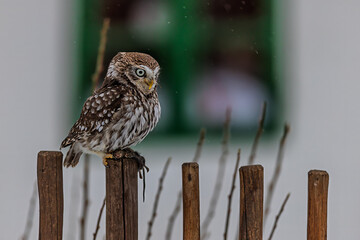 cute little owl (Athene noctua) with a mouse on the fence
