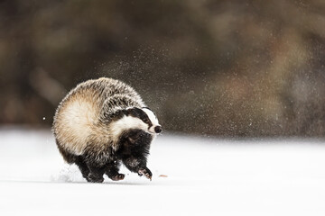 European badger (Meles meles) doing crazy things in the snow © michal