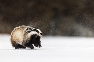 European badger (Meles meles) running in the snow © michal