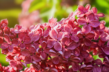 Spring lilac flowers, spring flower background with lilac blooming in the spring garden. Selective focus on the central lilac flowers