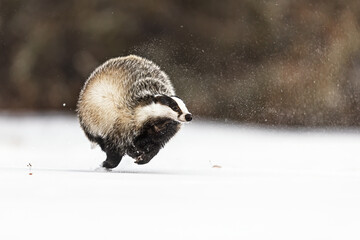 European badger (Meles meles) on the snow © michal