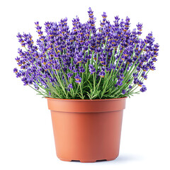 Obraz premium Stunning Potted Lavender: A Breathtaking Display of Purple Blooms
