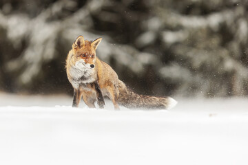 male red fox (Vulpes vulpes) in winter in the snow next to the forest