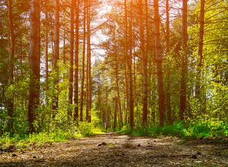 Fototapeta premium Spring forest landscape - row of high pine trees and narrow path in the forest lit by bright spring sunlight, spring forest picturesque nature