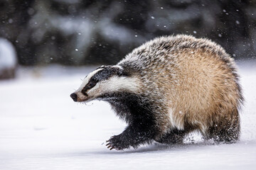 European badger (Meles meles) in winter in the snow against the wind