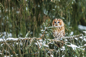 tawny owl (Strix aluco) in winter in the snow against the wind