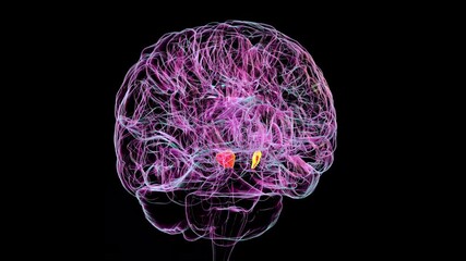 3D animation of a human brain rotating 360 degrees with the substantia nigra highlighted in red. The substantia nigra plays a key role in movement control and is associated with Parkinson's disease.