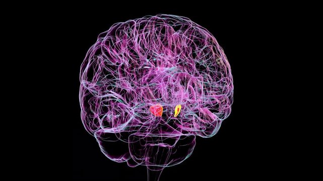 3D animation of a human brain rotating 360 degrees with the substantia nigra highlighted in red. The substantia nigra plays a key role in movement control and is associated with Parkinson's disease.