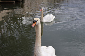 Cygne blanc dans un fleuve