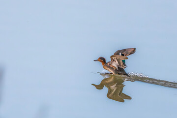 dragon on a blue sky