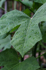 Fresh Papaya Leaf with Water Droplets in Natural Greenery
