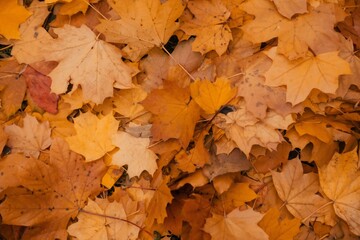 A close-up view of a pile of vibrant autumn leaves in shades of yellow and orange, creating a warm and cozy atmosphere on the ground in a natural outdoor setting.