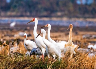 Obraz premium two white swans in the grass