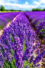 Obraz premium Beautiful Flower Fields Under A Summer Sky With Purple Blooms And Green