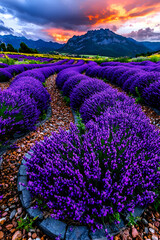 Obraz premium Scenic Flower Field at Sunset in Mountainous Landscape With Purple Flowers and