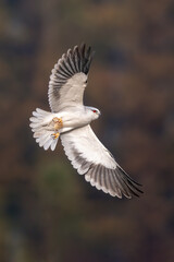white tailed eagle